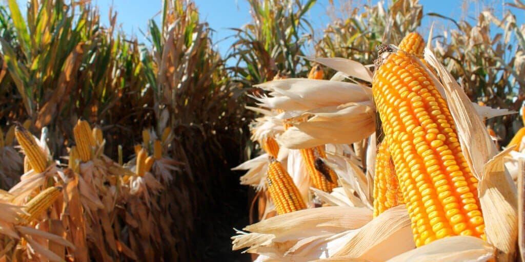 bol agri enero 2017 1 1|